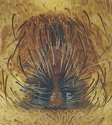 Alopecosa pulverulenta